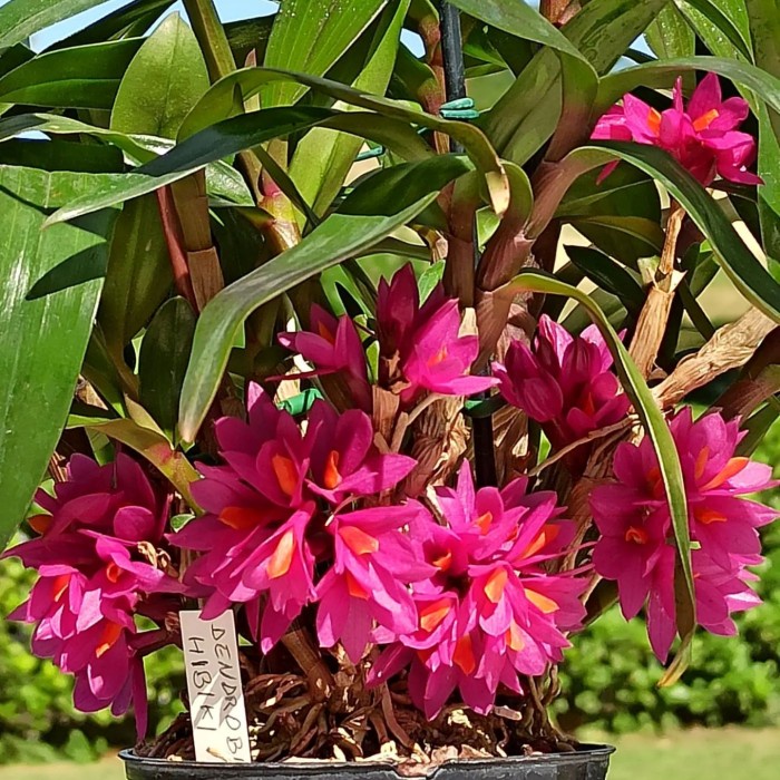 anggrek dendrobium hibiki