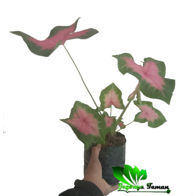Tanaman Hias Keladi Merah / Tanaman Singonium Merah / Pohon Keladi Merah / Tanaman Keladi Murah