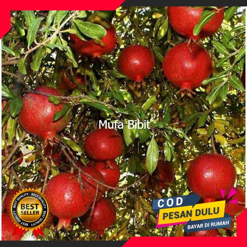 Bibit Buah Delima Merah - Tinggi 40cm Bisa COD