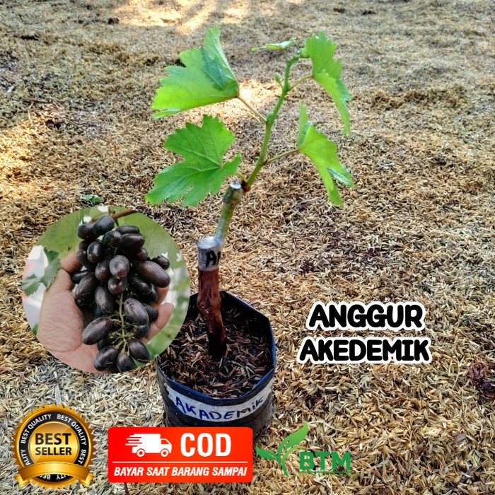 Bibit Anggur Akademik Grafting Tanaman Buah Anggur Import Akademik Termurah