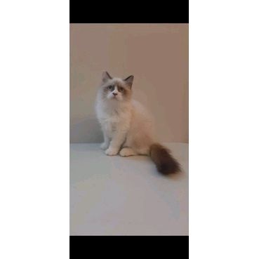 kucing kitten ragdoll