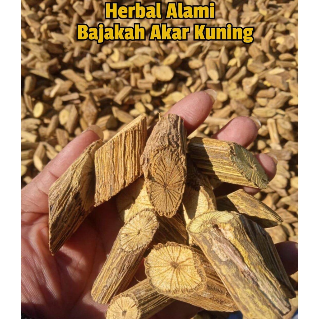 

Harga Grosir Bajakah Kemasan 1kg Asli Kalimantan