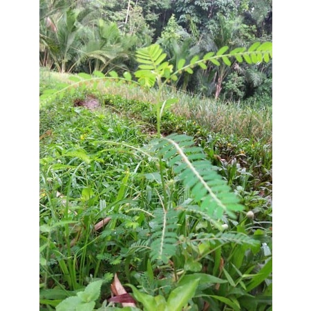 

Promo DAUN MENIRAN SEGAR 100 gram