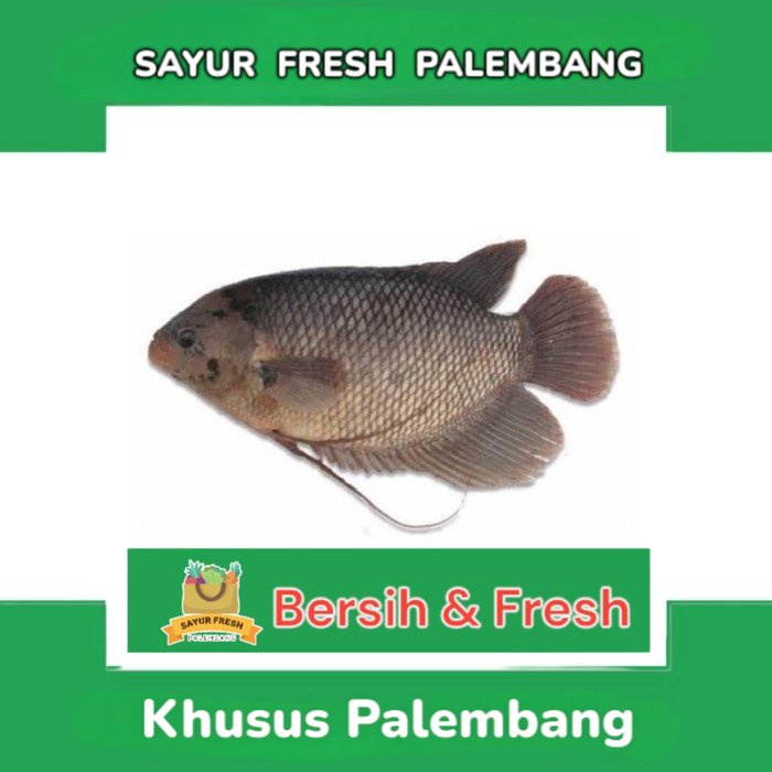 

Ikan Gurame - Sayur Fresh Pasar Perum