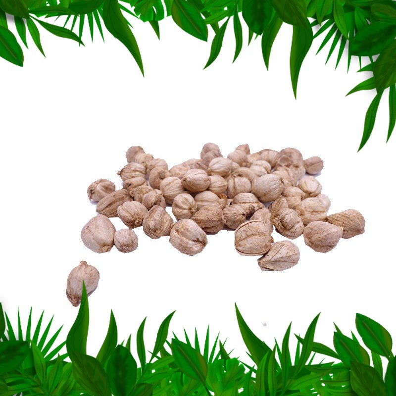 

Sayur Fresh Nuatara Kapulaga 100 Gr