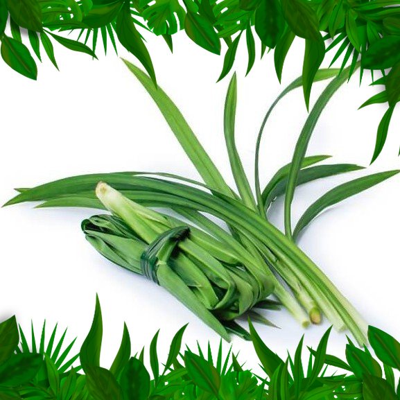 

sayur Fresh Nusantara - Daun Pandan 1 ikat