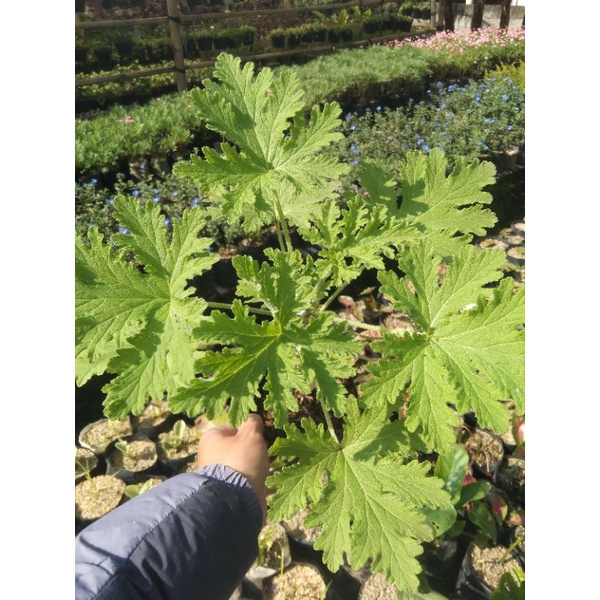 geranium citrosa / citronela pengusir nyamuk ( wangi menyengat lebih dari lavender) - Bakul kembang