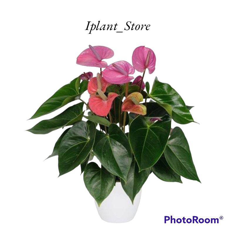 Tanaman hias anthurium mickey mouse-mickey mouse-kembang-perlengkapan rumah-tanaman hidup-bunga hias