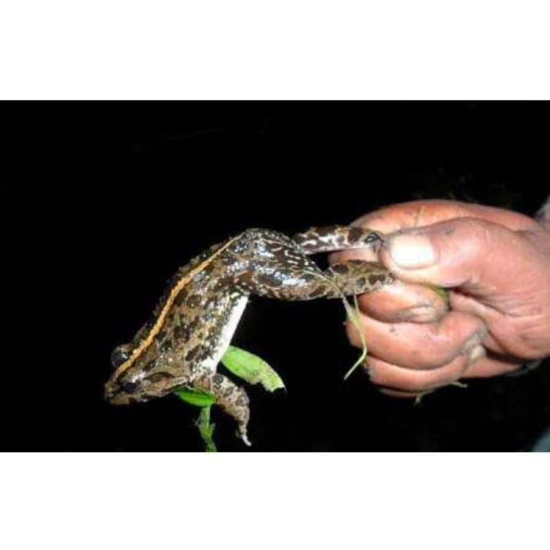 Kodok Sawah 5 Ekor Pakan Ikan Predator Baru Tangkap Hidup Termurah