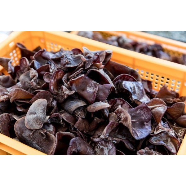 

Jamur Kuping - 1 Kg