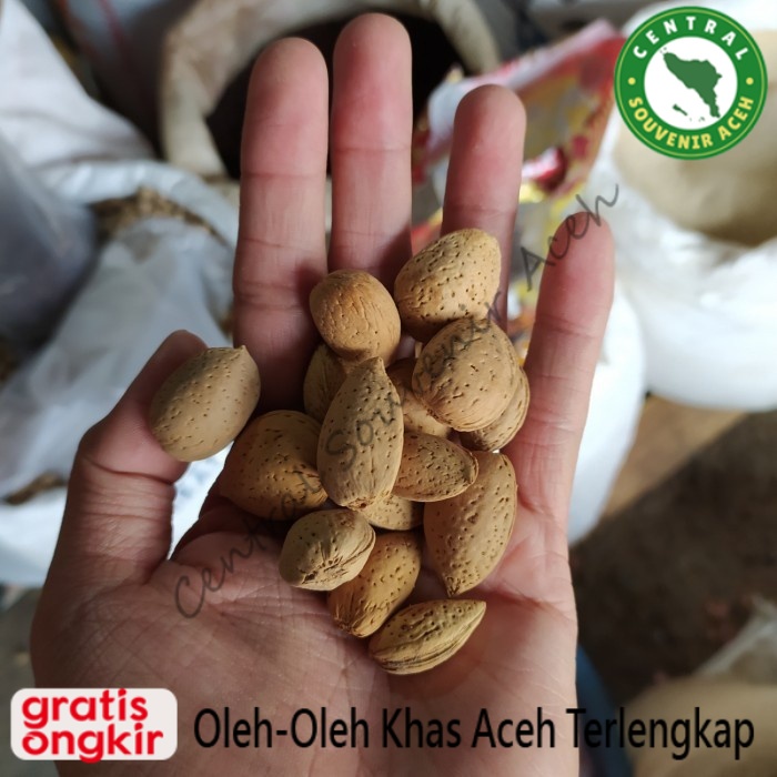 

Buah Biji Ketapang / Almond Aceh