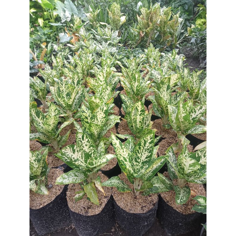 tanaman hias diven candi murah