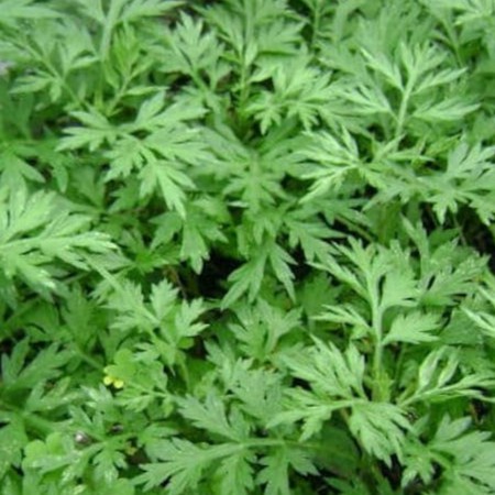 

Lokat Mala (Daun Ngeh) Organik 200g (CitraFood)