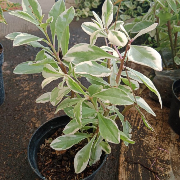ginseng varigata tanaman hias, tanaman bebas perawatan, murah bagus