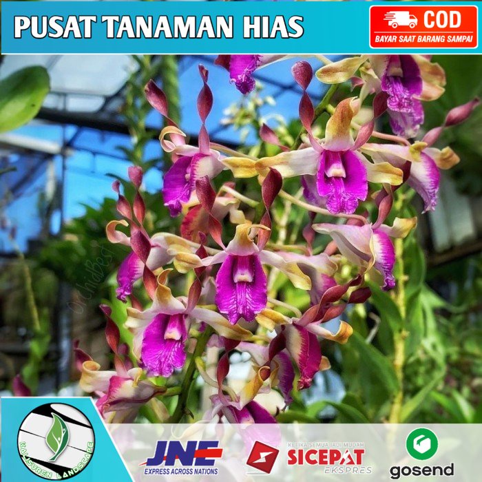 ( KNOP / SPIKE ) Anggrek Dendrobium Keriting Spike