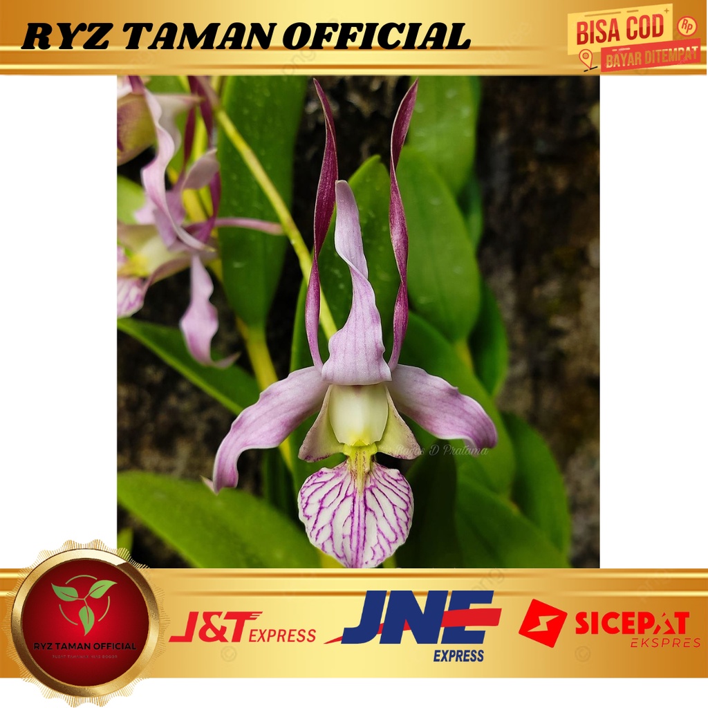 PROMO ANGGREK DENDROBIUM D. leporinum KNOP/SPIKE