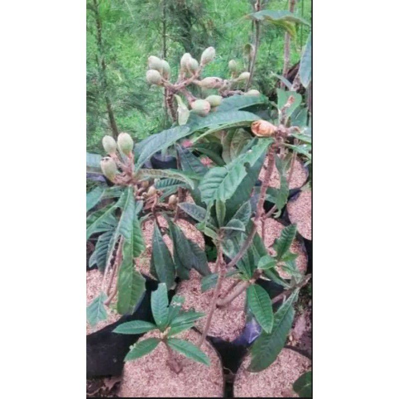 Tanaman Bibit Buah Leci Biwa sudah berbuah dan berbunga