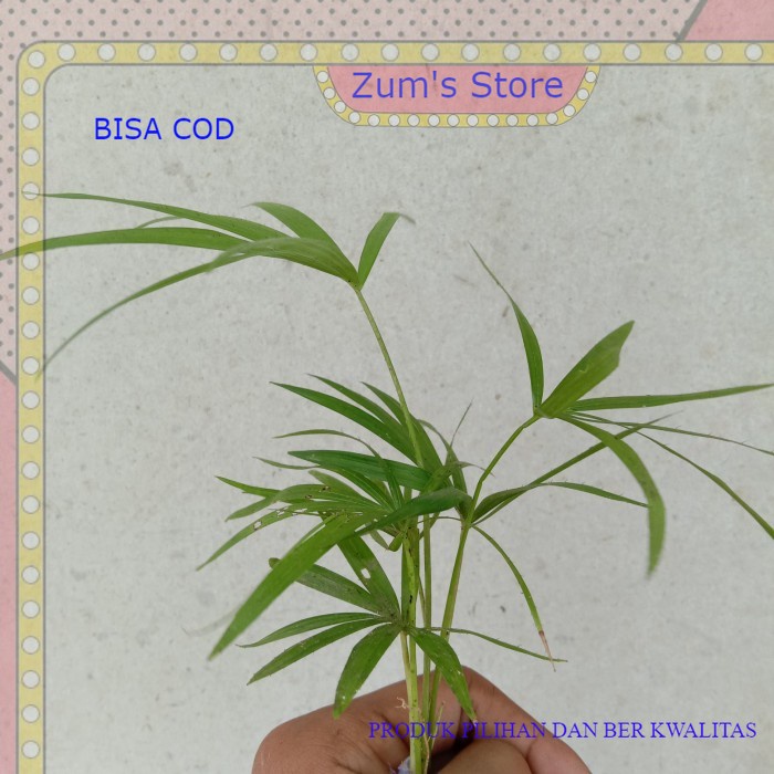 tanaman indoor~palem mini~palem hias