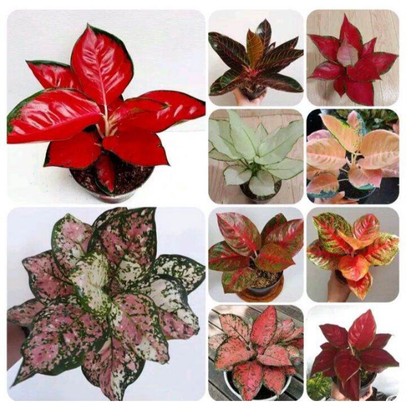 Paket 10 Bibit Aglonema asli/ Bibit tanaman hias Aglonema