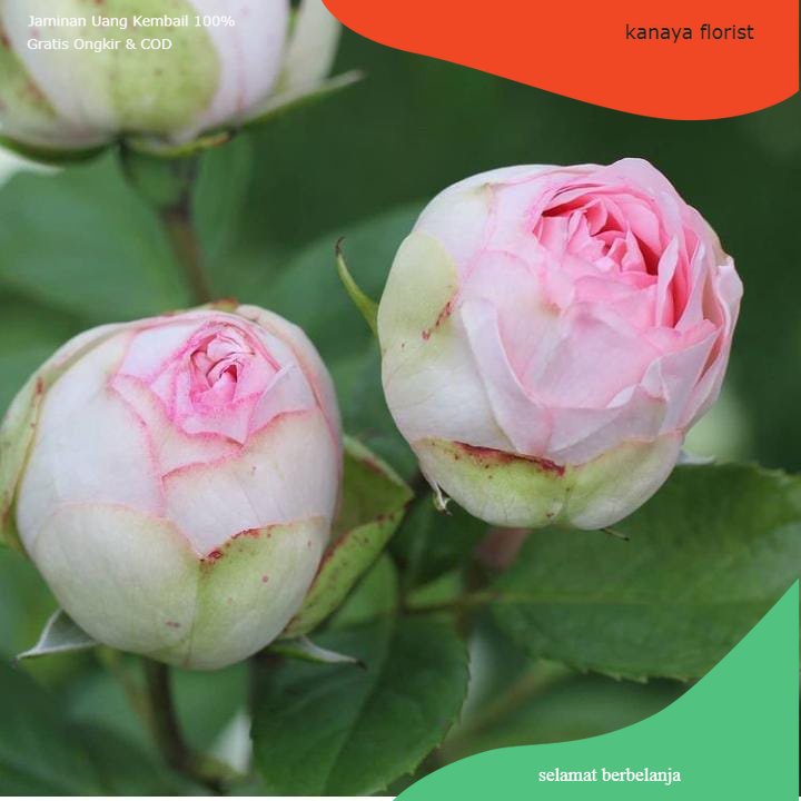 Bibit Tanaman Hias Bunga Mawar Import Charming Piano/Mawar Hidup Charming Piano