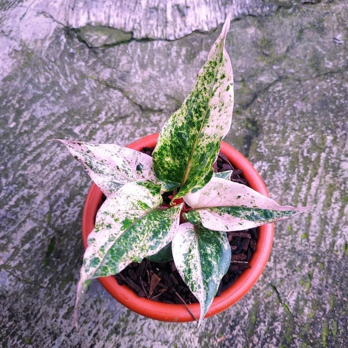 Bibit Biji anthurium hookeri pink