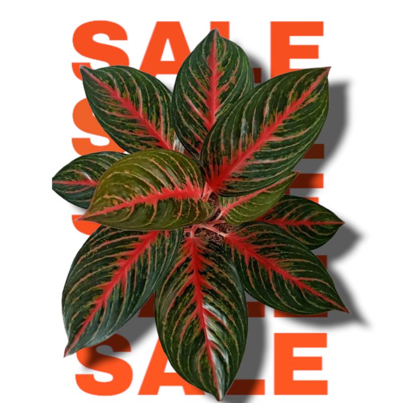 Bibit Bonggol Aglonema Red Borju