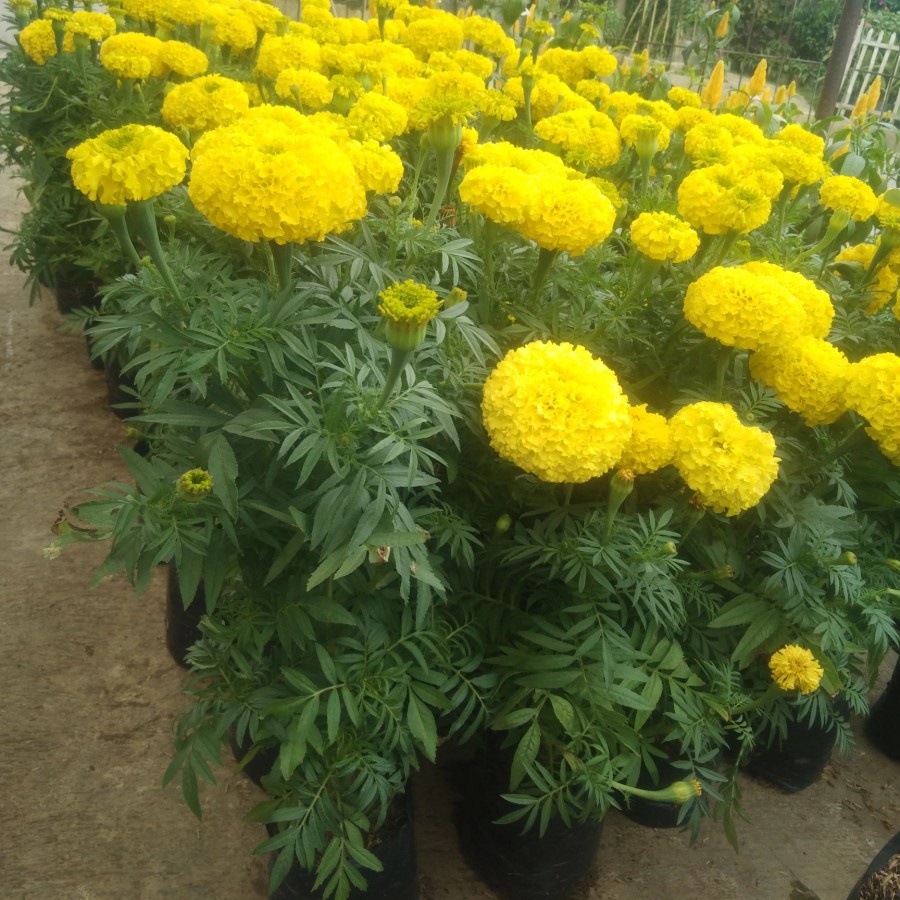 marigold bunga kuning tanaman hias holand - bakulkembang