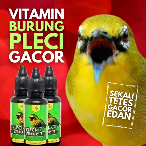 Doping Pleci Gacor Bocor / Vitamin Burung Pleci Buka Paruh / Booster Doping Pleci / Doping Pleci