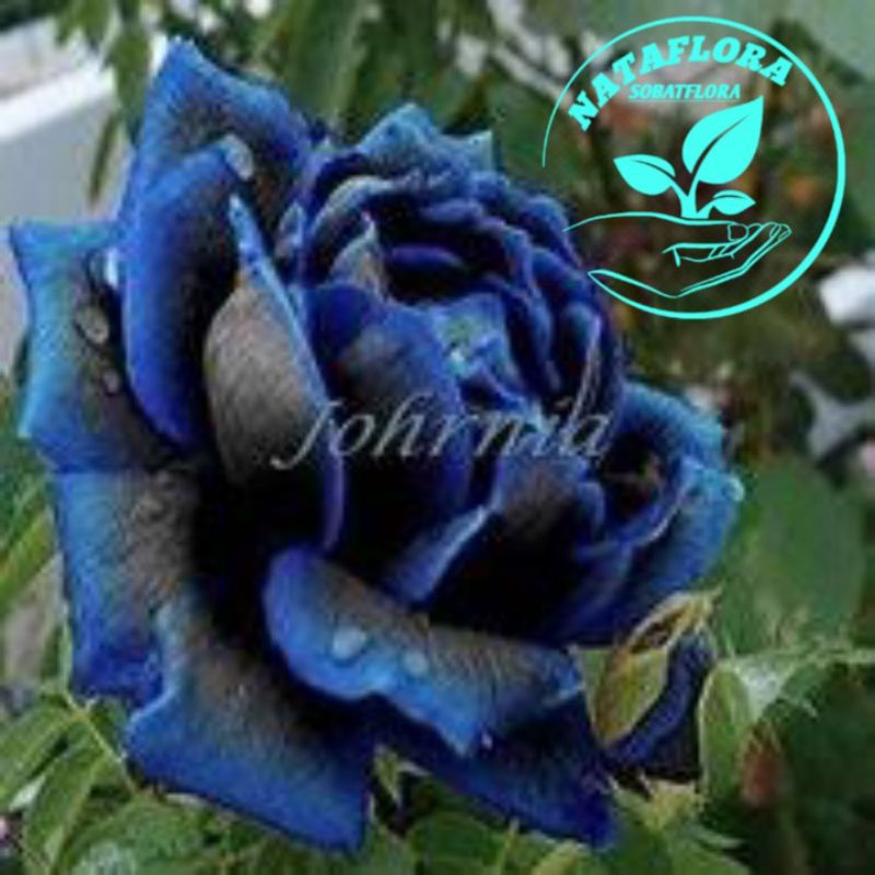 PROMO!!TANAMAN HIAS BUGENVIL BUNGA KERTAS//BIRU TUA // WARNA RANDOM