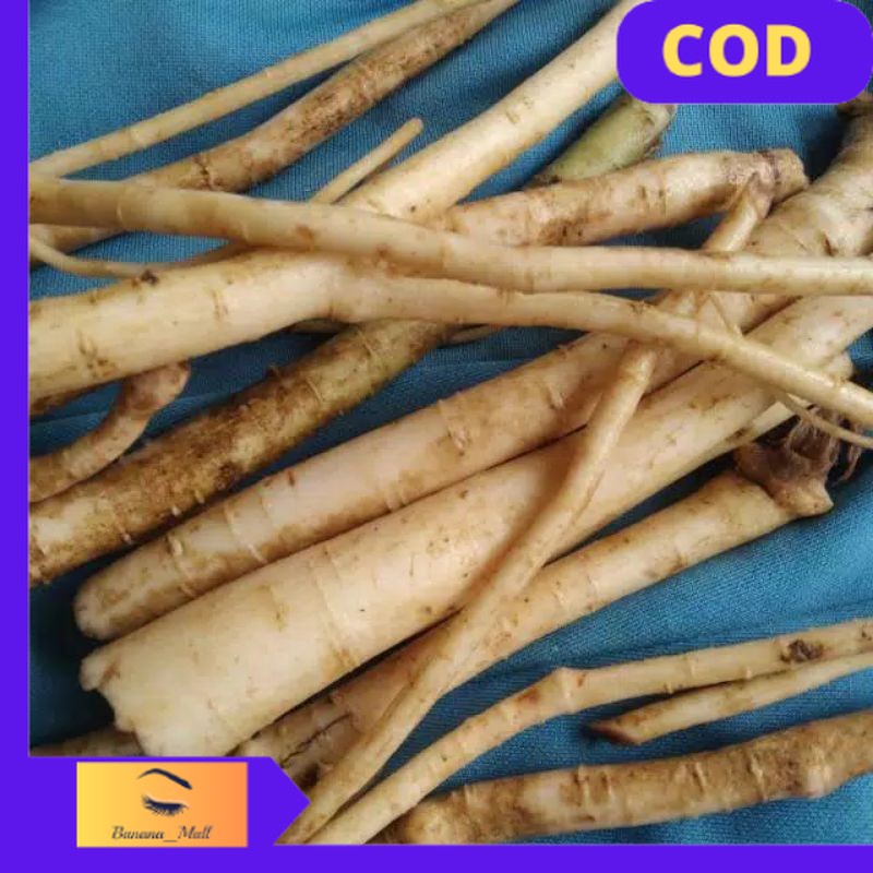 

(COD) AKAR PEPAYA SEGAR