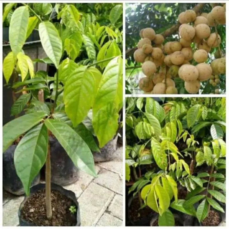 Bibit Tanaman buah Pohon langsat kalimantan Asli manis okulasi tanam dalam pot bisa