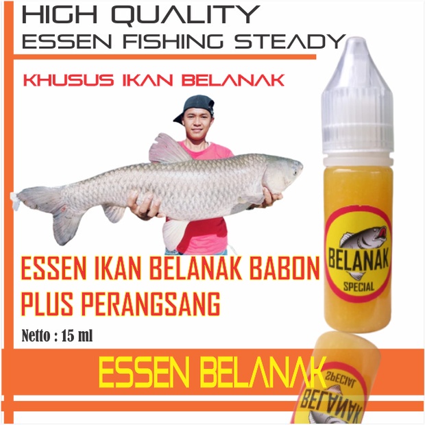 Essen Belanak / Essen Blanak / Essen ikan Air Payau Asin