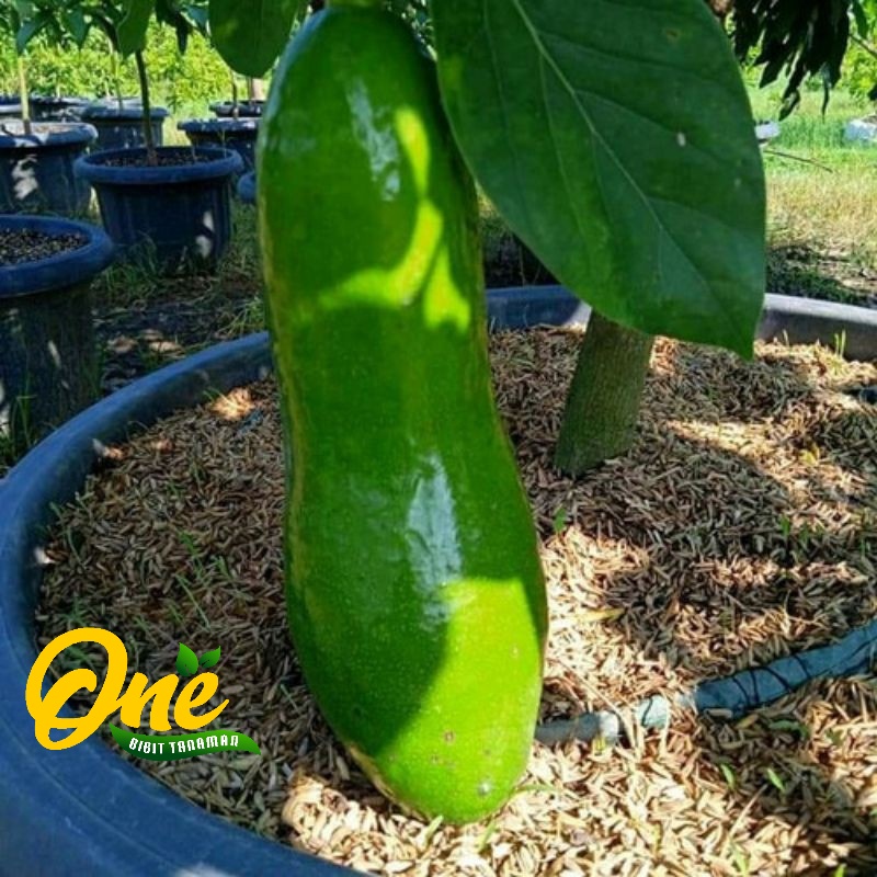 Bibit Alpukat Kelud Subang  Jumbo