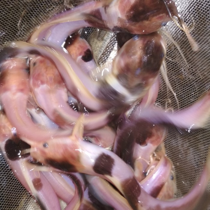 Ikan Lele Belang Cakep Penghias Aquarium Kolam Gojek Only Ya