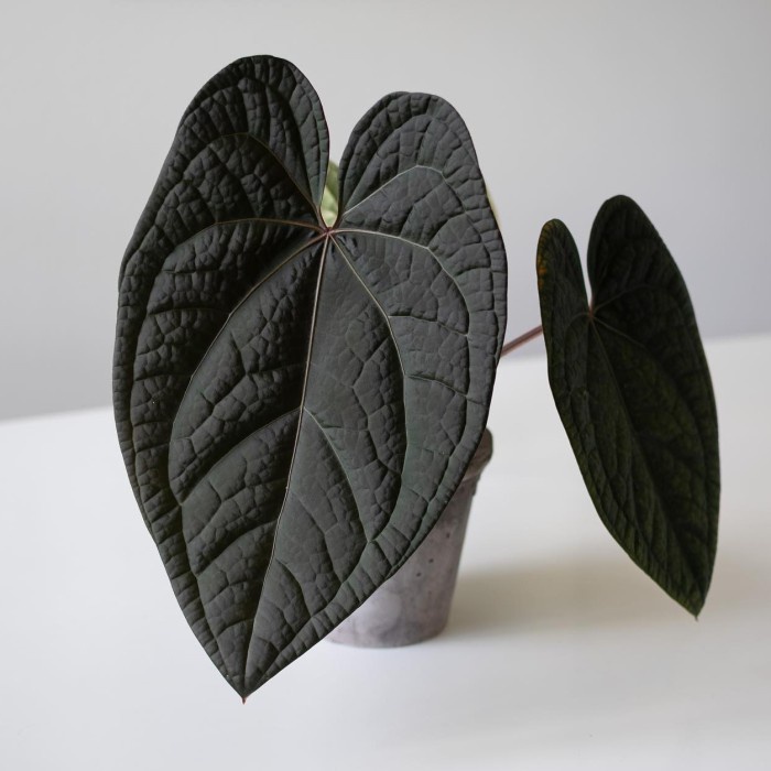 Bibit Biji anthurium red crystallinum x luxurians