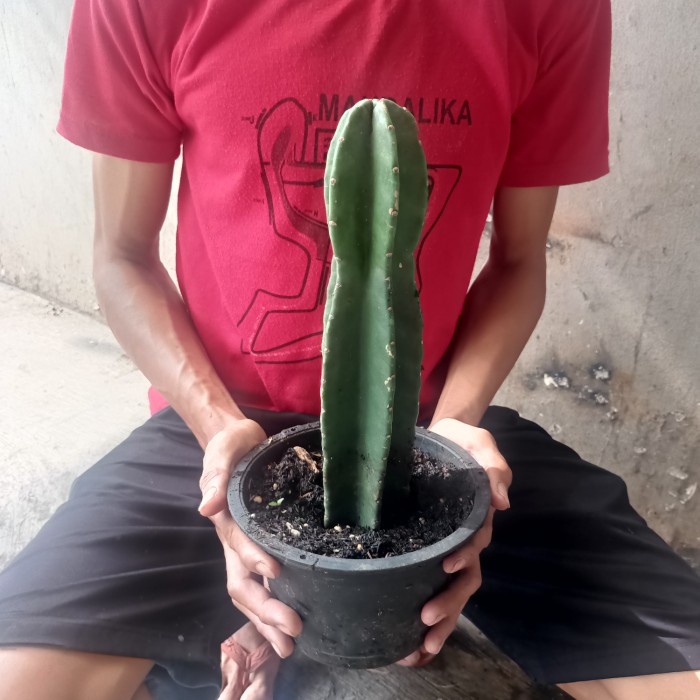 kaktus koboi sudah berakar siap tanam, kaktus koboi