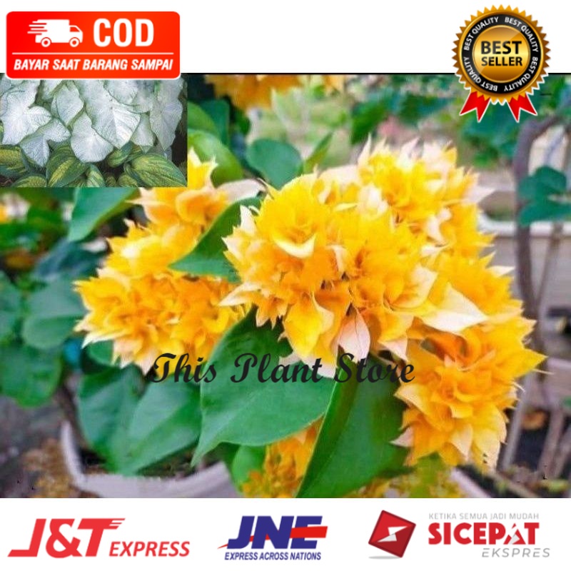 TANAMAN HIAS BUGENVIL SUPER YELLOW MERCY//BUNGA KERTAS BUGENVIL/BUGENVIL BUNGA KERTAS/BUGENVIL IMPOR