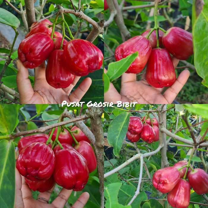 Bibit jambu air king rose