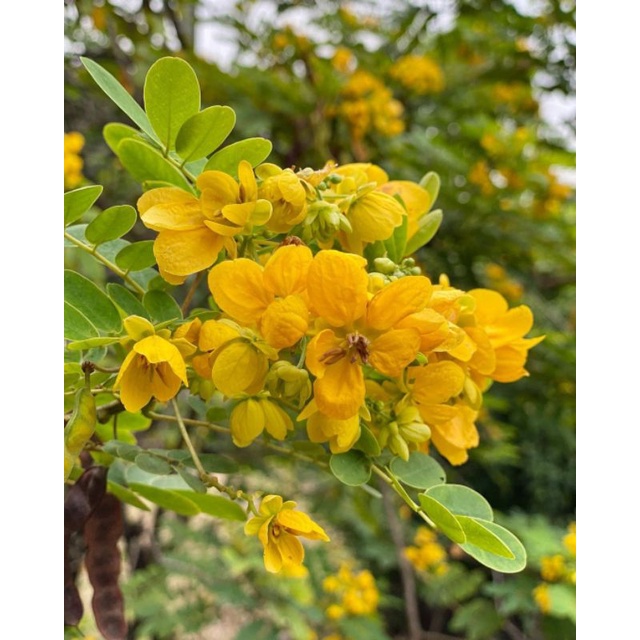 bunga akasia golden kuning