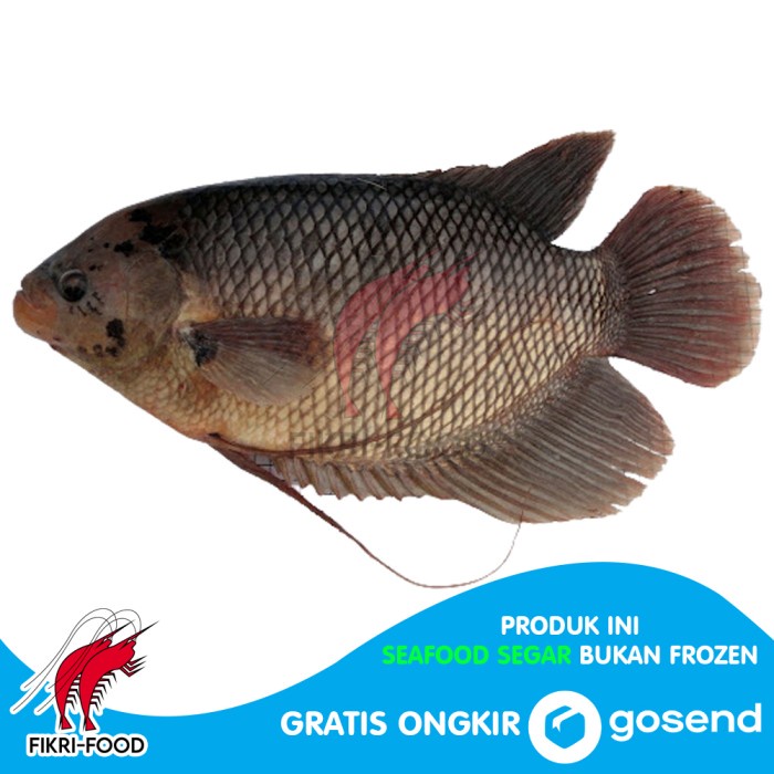 

Ikan Gurame Segar Fresh