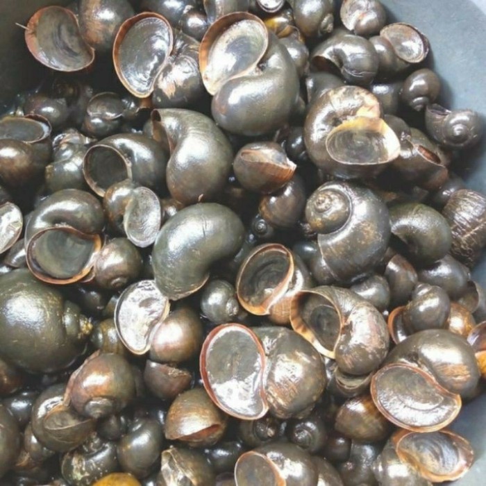 

Ready- keong sawah hidup fresh