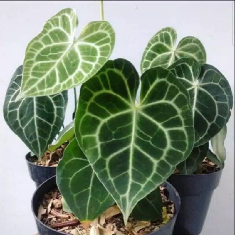 PROMO Tanaman Hias Kuping Gajah - Tanaman Hias - Kuping Gajah -aglonema indukan rimbun -tanaman bung