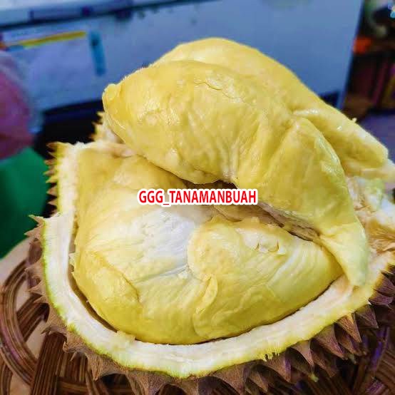 Bibit durian monthong super okulasi 1 meter batang besar