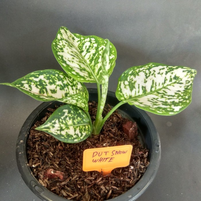 aglonema white anjamani, tanaman hidup, aglonema bagus murah