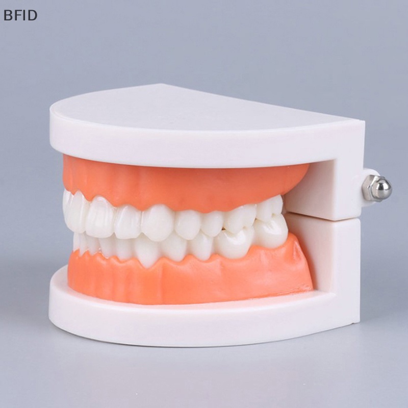 [BFID] Standard Teeth Model Standar Dewasa Typodont Demonstrasi Model Gigi Palsu Kompatibel Anak-Anak Teachig Clean Display [ID]