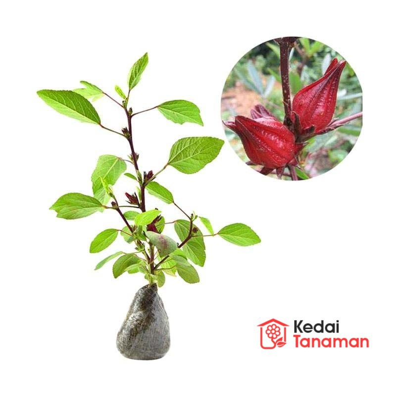 Tanaman Herbal Bunga Rosella Berbunga