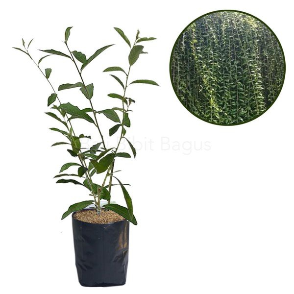 Lee Kwan Yew   (Vernonia elliptica ) - Bibit Bunga Hidup - tanaman Hias Daun tirai