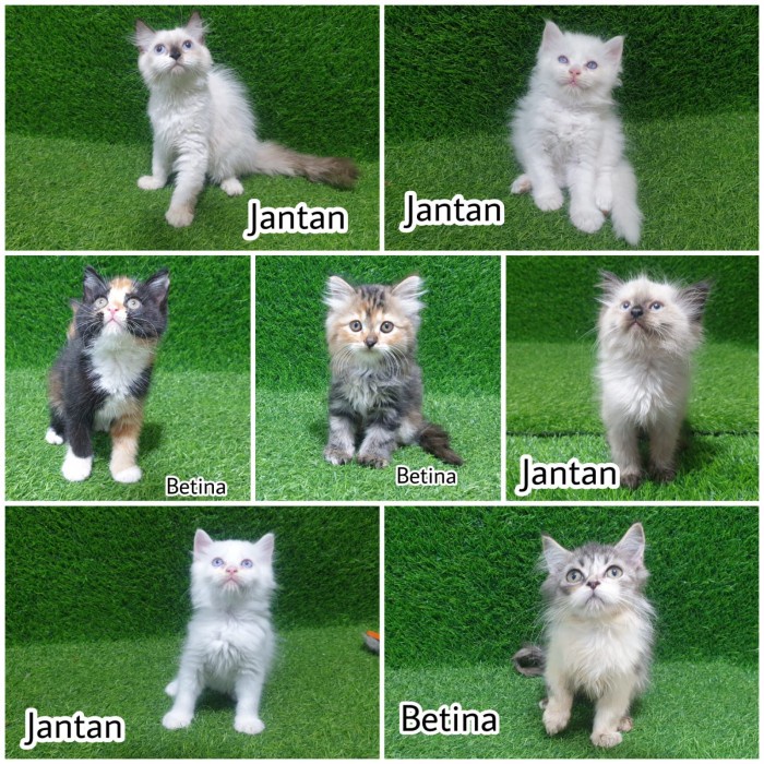 Anakan Kitten Persia Jantan Cream