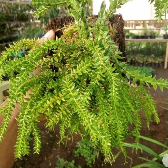 tanaman huperzia/rumpai/huperzia