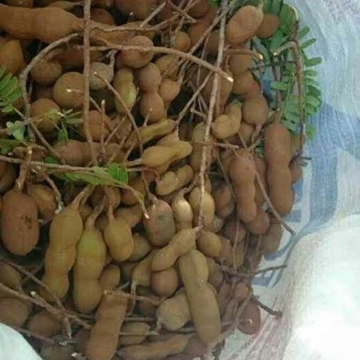 

Ready- asam jawa muda segar